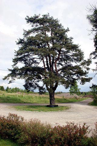Furua på Ramoen